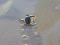 /album/galeria-de-fotos/tartarugas-jpg/